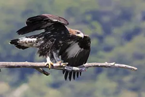 Accipitridae Family Eagles Prints: Golden Eagle