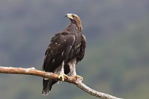Accipitridae Family Eagles Prints: Golden Eagle