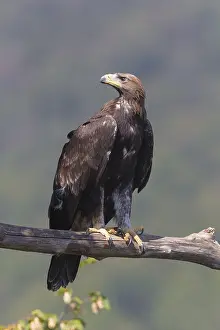 Aquila Chrysaetos Species Prints: Golden Eagle