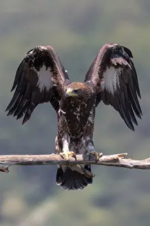 Golden Eagle Prints: Golden Eagle