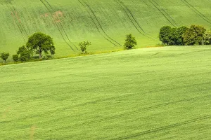 Summer Landscape Germany Prints: Graanakkers, Corn fields
