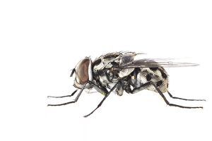 White Background Insect Photos Prints: Graphomya maculata