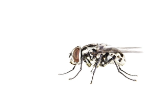 White Background Macro Photography Prints: Graphomya maculata