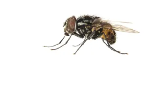 Garden Wildlife Photography Prints: Graphomya maculata