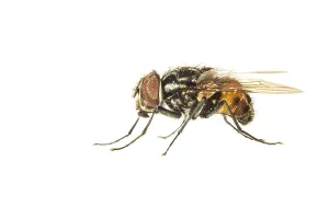 White Background Insect Images Prints: Graphomya maculata