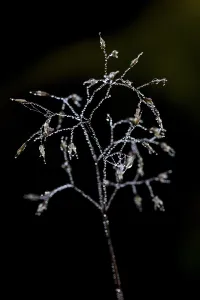 Dew Drops On Grass Prints: Grass with dew drops