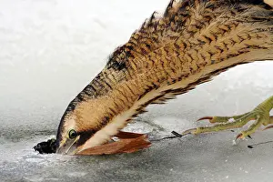 Great Bittern Bird Prints: Great Bittern, Botaurus stellaris