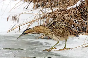 Great Bittern Prints: Great Bittern, Botaurus stellaris