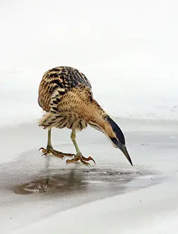 Great Bittern Prints: Great Bittern, Botaurus stellaris