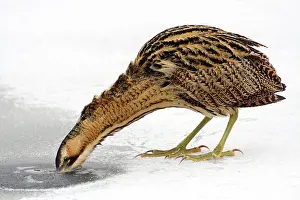Great Bittern Bird Prints: Great Bittern, Botaurus stellaris