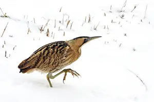 Great Bittern Bird Prints: Great Bittern, Botaurus stellaris