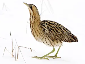 Great Bittern Bird Prints: Great Bittern, Botaurus stellaris