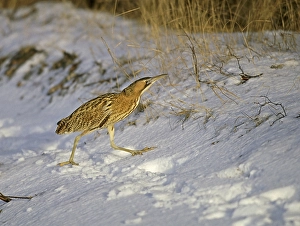 Print of a Great Bittern (Botaurus stellaris) in flight