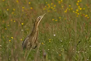 Great Bittern Prints: Great Bittern, Roerdomp, Botaurus stellaris