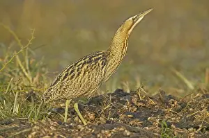 Great Bittern Prints: Great Bittern, Roerdomp, Botaurus stellaris