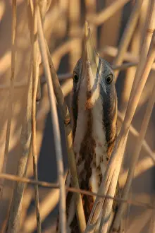 Great Bittern Prints: Great Bittern, Roerdomp, Botaurus stellaris