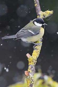 Parus Major Species Prints: Great Tit