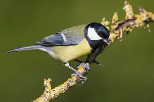 Parus Major Species Prints: Great Tit