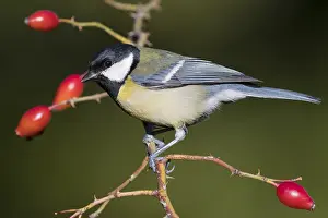 Parus Major Species Prints: Great Tit