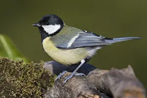 Parus Major Species Prints: Great Tit