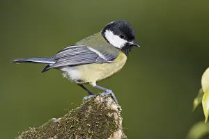 Parus Major Species Prints: Great Tit