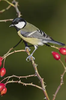 Parus Major Species Prints: Great Tit