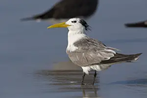 Laridae Family Birds Prints: Greater Crested Tern