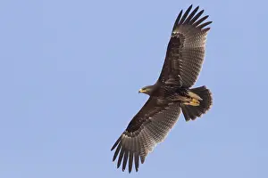 Daytime Bird Photography Tips Prints: Greater Spotted Eagle