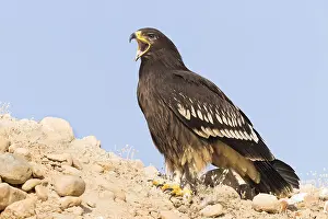 Greater Spotted Eagle Print: Juvenile Standing on Ground