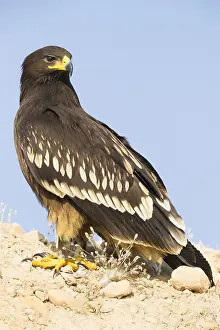 Accipitridae Family Prints: Greater Spotted Eagle