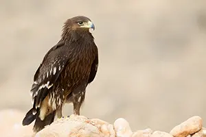 Accipitridae Family Eagles Prints: Greater Spotted Eagle