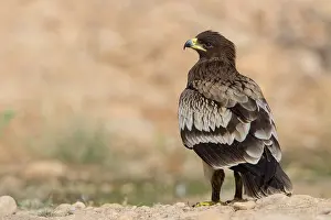 Middle East Wildlife Prints: Greater Spotted Eagle