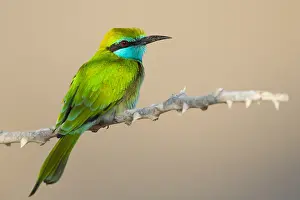 Middle East Bird Species Prints: Green Bee-eater