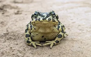 Green Toad Prints: Green Toad, Pseudepidalea viridis