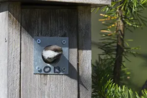 Grey-headed Chickadee Print: Kuusamo Nestbox Exit