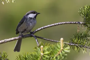 Grey-headed Chickadee Print, Kuusamo Finland
