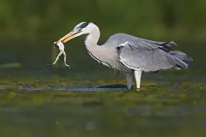 Grey Heron Print: Adult with Caught Frog