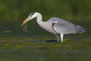 Wild Animals Europe Prints: Grey Heron