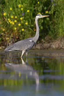 Ardea Cinerea Images Prints: Grey Heron