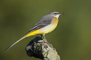 Grey Wagtail Bird Prints: Grey Wagtail