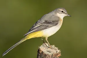 Grey Wagtail Bird Prints: Grey Wagtail
