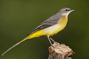 Grey Wagtail Bird Prints: Grey Wagtail