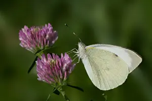Large White Butterfly Prints: Groot Koolwitje, Large White