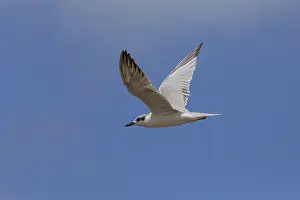 African Wildlife Animals Prints: Gull-billed Tern in flight