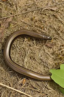 Anguis Fragilis Prints: Hazelworm