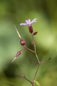 Forest Nature Photography Prints: Herb Robert, Geranium robertianum