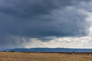 Connochaetes Taurinus Species Prints: A herd of migrating wildebeests