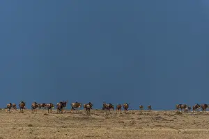 African Mammal Species Prints: A herd of migrating wildebeests
