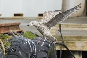 Herring Gull Prints: Herring Gull