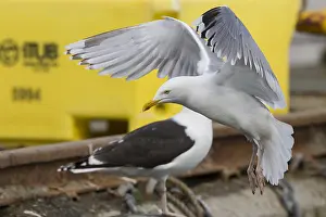 Laridae Family Birds Prints: Herring Gull